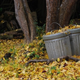Illustration for article titled Shooting Challenge: Fall Leaves Gallery